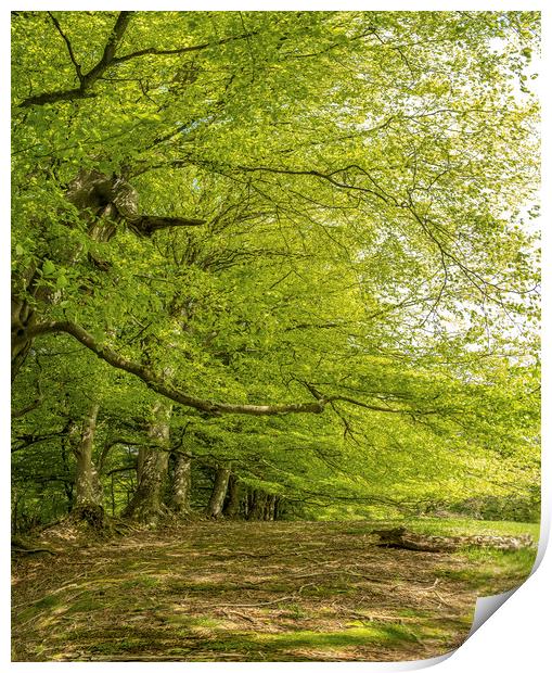 Spreading Beech Trees, Wootton Common, Exmoor Print by Shaun Davey
