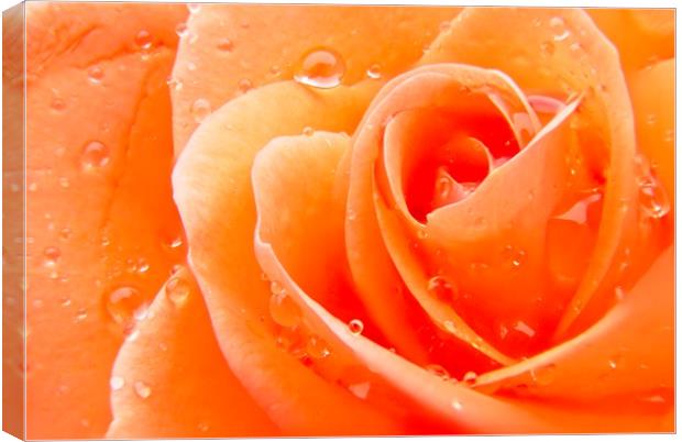 Orange Rose Flower Petals Canvas Print by Rob Cole