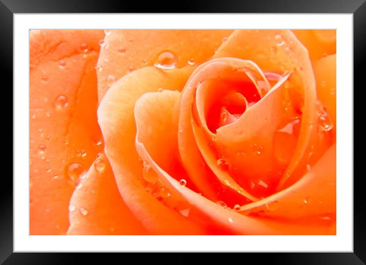 Orange Rose Flower Petals Framed Mounted Print by Rob Cole