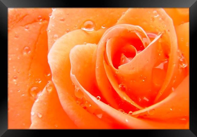 Orange Rose Flower Petals Framed Print by Rob Cole