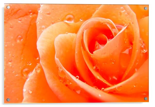 Orange Rose Flower Petals Acrylic by Rob Cole