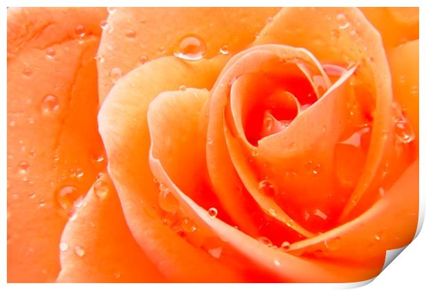 Orange Rose Flower Petals Print by Rob Cole