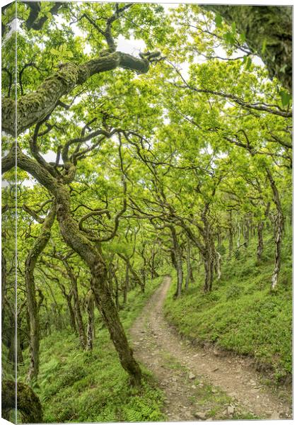 The twisted oaks of Horner Wood, Exmoor Canvas Print by Shaun Davey