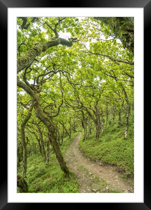The twisted oaks of Horner Wood, Exmoor Framed Mounted Print by Shaun Davey