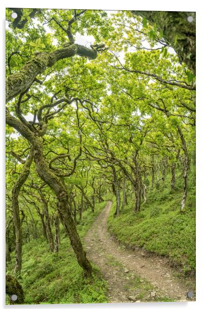 The twisted oaks of Horner Wood, Exmoor Acrylic by Shaun Davey