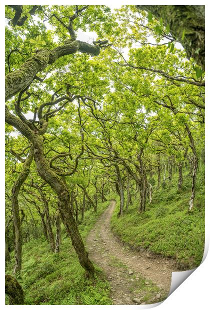 The twisted oaks of Horner Wood, Exmoor Print by Shaun Davey