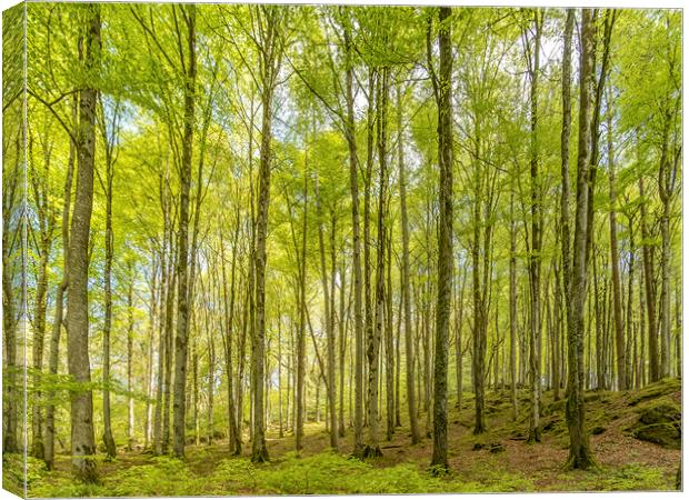 Birch Trees in the East Lyn Valley, Exmoor Canvas Print by Shaun Davey