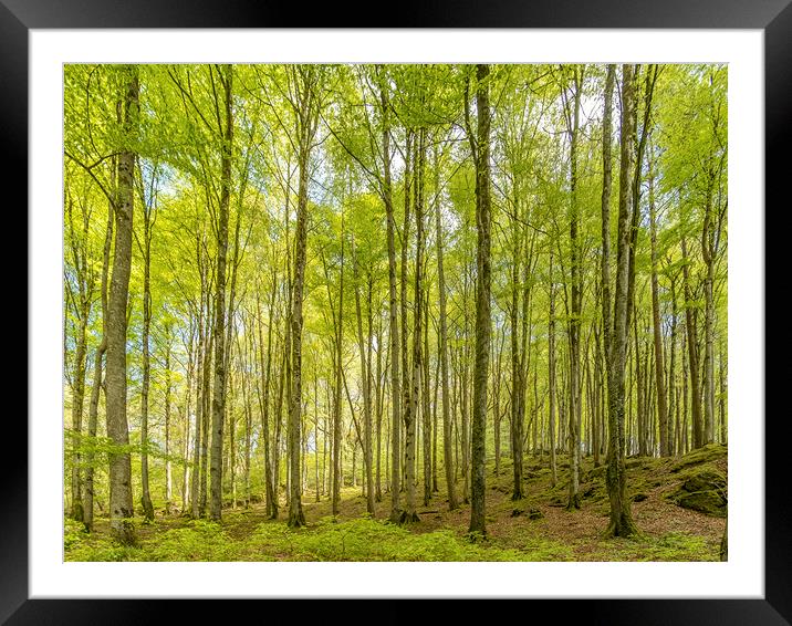 Birch Trees in the East Lyn Valley, Exmoor Framed Mounted Print by Shaun Davey