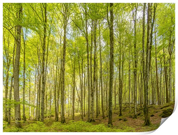 Birch Trees in the East Lyn Valley, Exmoor Print by Shaun Davey