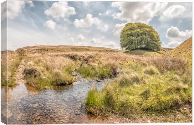A Sunny Day at Three Combes Foot, Exmoor Canvas Print by Shaun Davey