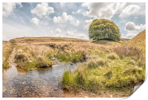 A Sunny Day at Three Combes Foot, Exmoor Print by Shaun Davey