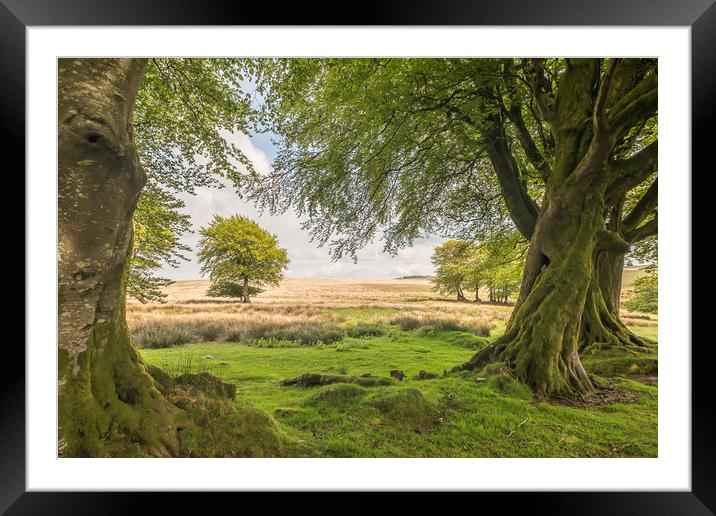 Tree-framed view from Larkbarrow, Exmoor Framed Mounted Print by Shaun Davey