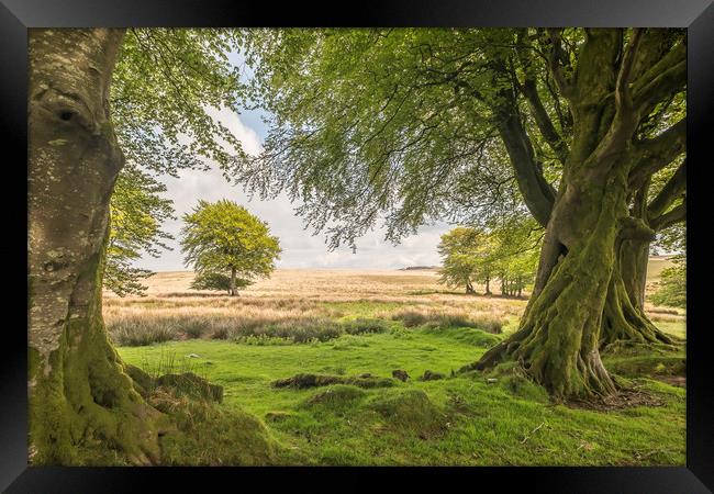 Tree-framed view from Larkbarrow, Exmoor Framed Print by Shaun Davey