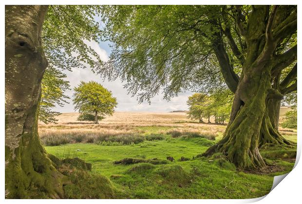 Tree-framed view from Larkbarrow, Exmoor Print by Shaun Davey