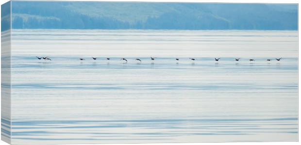 Low flying ducks, Alaska Canvas Print by Shaun Davey