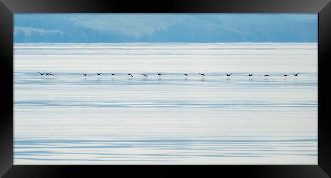 Low flying ducks, Alaska Framed Print by Shaun Davey