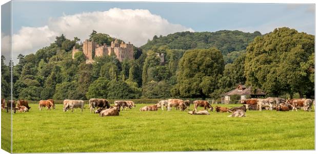 English Longhorn Cattle, Dunster Castle Canvas Print by Shaun Davey