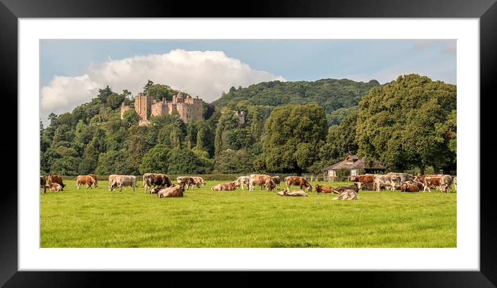 English Longhorn Cattle, Dunster Castle Framed Mounted Print by Shaun Davey