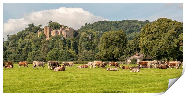 English Longhorn Cattle, Dunster Castle Print by Shaun Davey