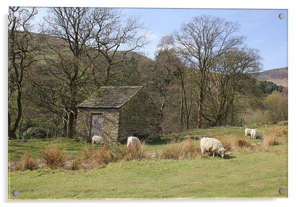 sheep hut Acrylic by Martin Parkinson