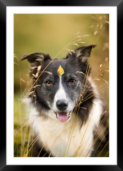 Paddy, the Super Dog Framed Mounted Print by John Malley