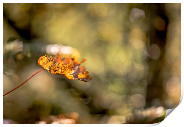 All Aglow in Autumn Light Print by John Malley