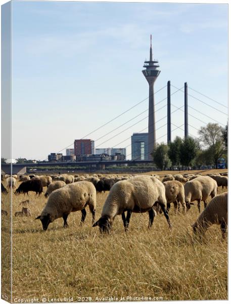 Grazing sheep in Düsseldorf, Germany Canvas Print by Lensw0rld 