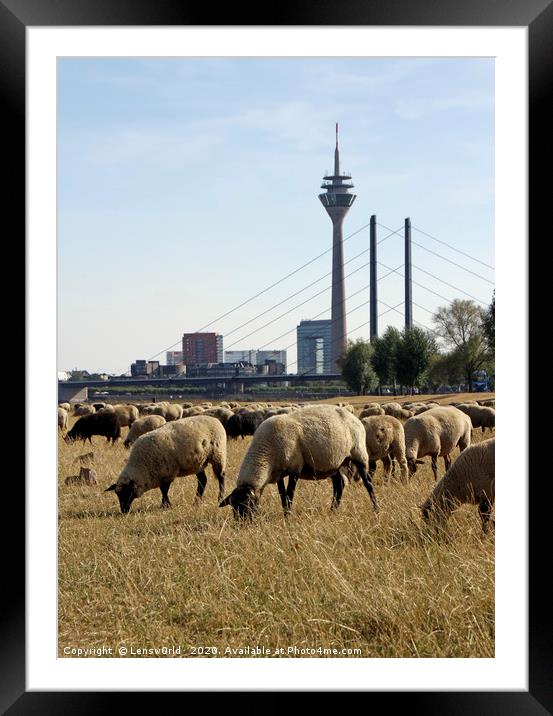 Grazing sheep in Düsseldorf, Germany Framed Mounted Print by Lensw0rld 