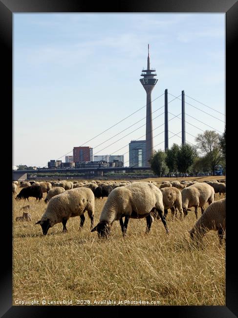 Grazing sheep in Düsseldorf, Germany Framed Print by Lensw0rld 