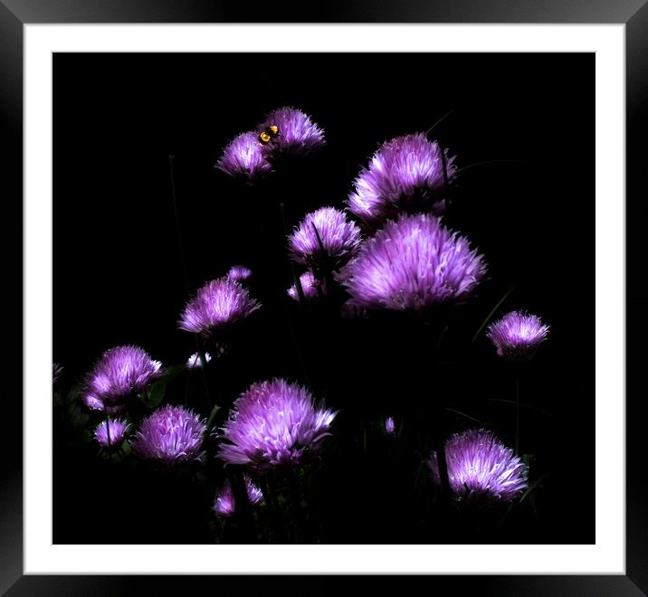 Moon Bee  Framed Mounted Print by Steve Taylor