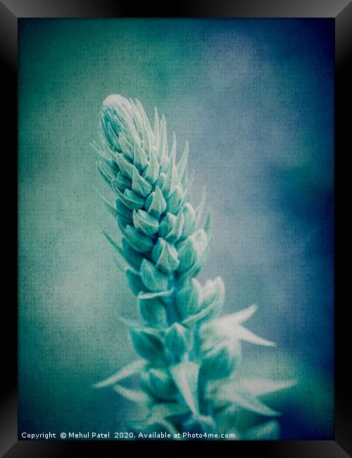 Abstract textured image of top of growing foxglove Framed Print by Mehul Patel