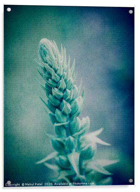 Abstract textured image of top of growing foxglove Acrylic by Mehul Patel
