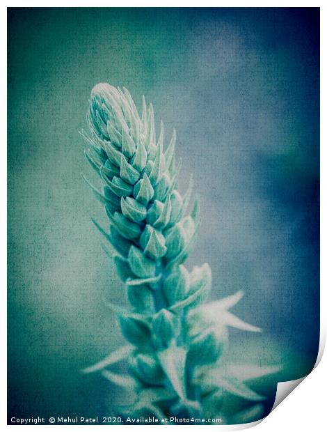 Abstract textured image of top of growing foxglove Print by Mehul Patel