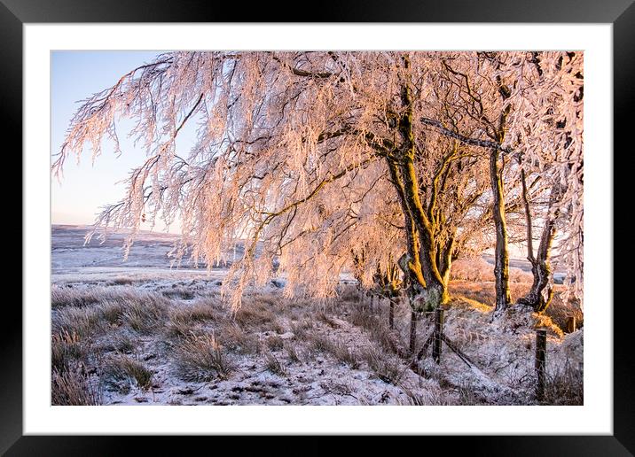 Ice encrusted trees in the setting sun Framed Mounted Print by Shaun Davey