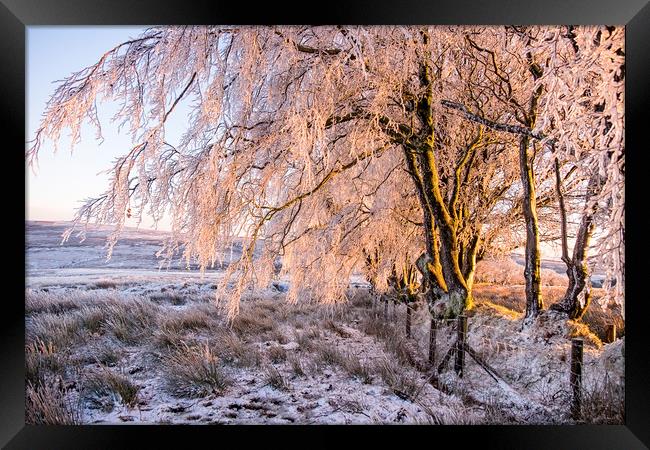 Ice encrusted trees in the setting sun Framed Print by Shaun Davey