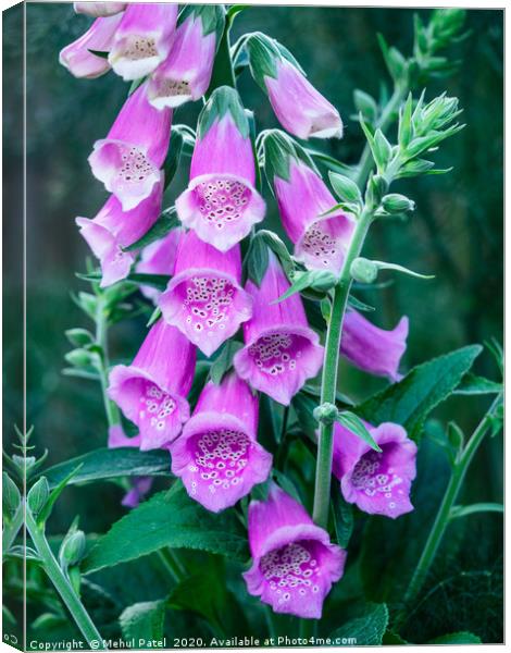 Close up of pink flowers of foxglove  Canvas Print by Mehul Patel