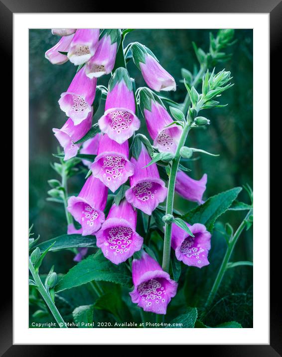 Close up of pink flowers of foxglove  Framed Mounted Print by Mehul Patel