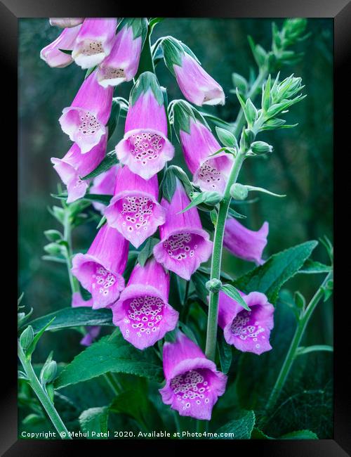 Close up of pink flowers of foxglove  Framed Print by Mehul Patel