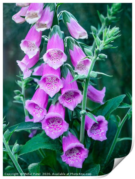 Close up of pink flowers of foxglove  Print by Mehul Patel