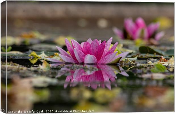 Pink Water Lily Reflection Canvas Print by Kiefer Cook