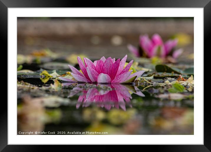Pink Water Lily Reflection Framed Mounted Print by Kiefer Cook