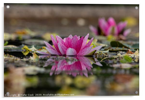 Pink Water Lily Reflection Acrylic by Kiefer Cook