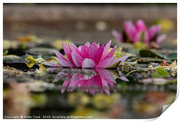 Pink Water Lily Reflection Print by Kiefer Cook