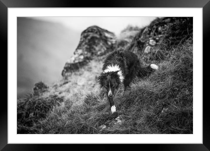 The Shepherd's Dog Framed Mounted Print by John Malley