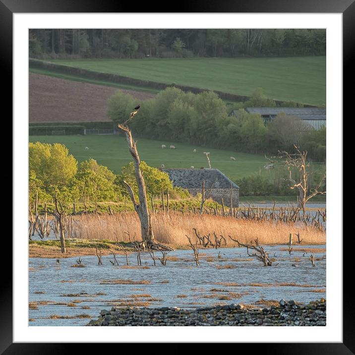Evening Spring Tide on Porlock Marsh, Exmoor Framed Mounted Print by Shaun Davey