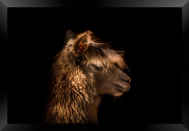Alpaca profile  Framed Print by Steve Taylor