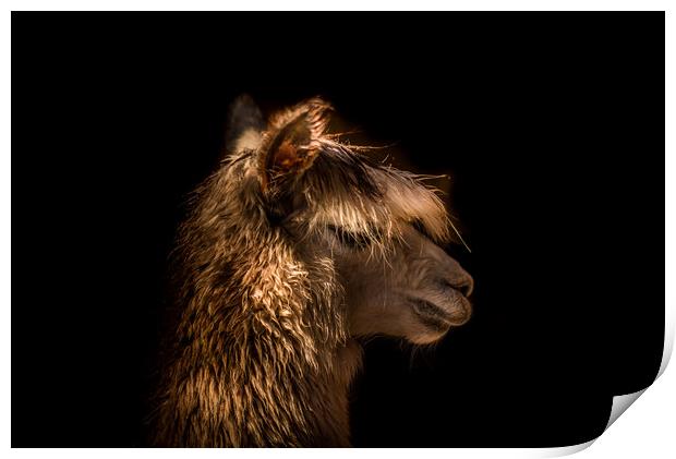 Alpaca profile  Print by Steve Taylor