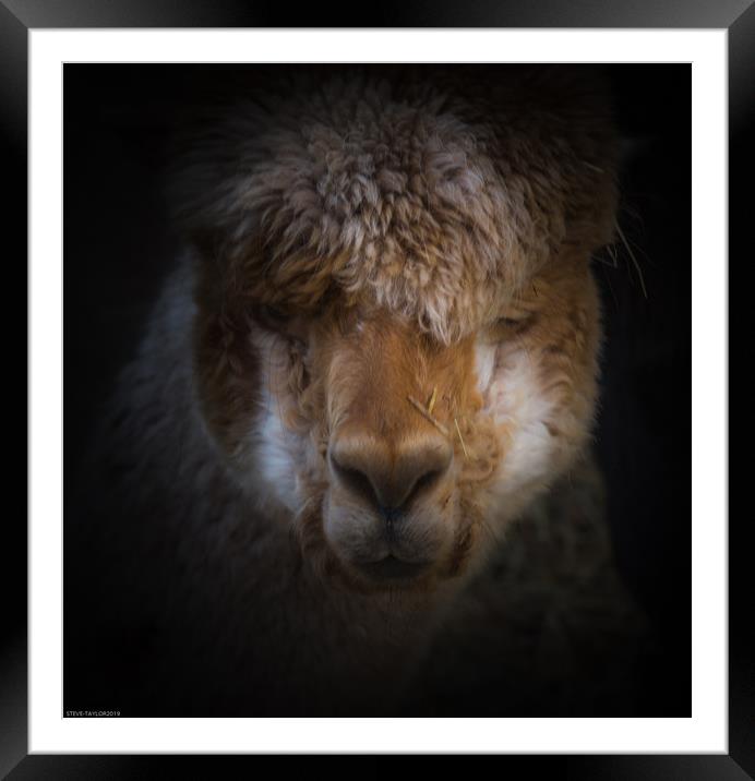 Alpaca full face  Framed Mounted Print by Steve Taylor