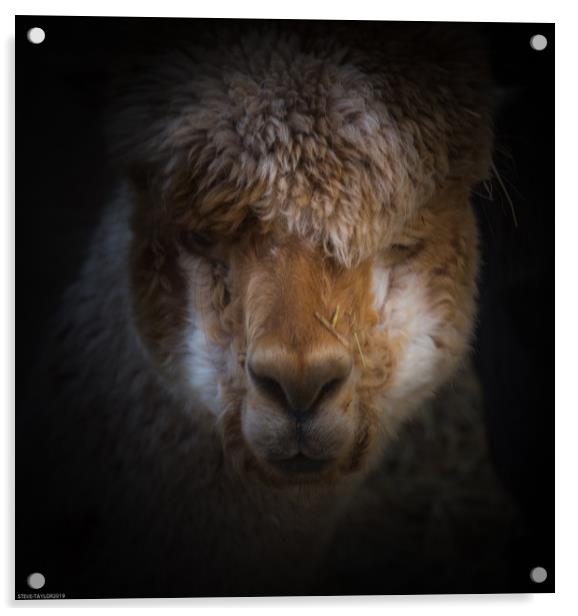 Alpaca full face  Acrylic by Steve Taylor