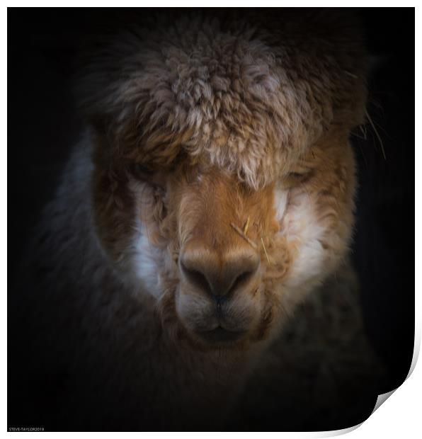 Alpaca full face  Print by Steve Taylor